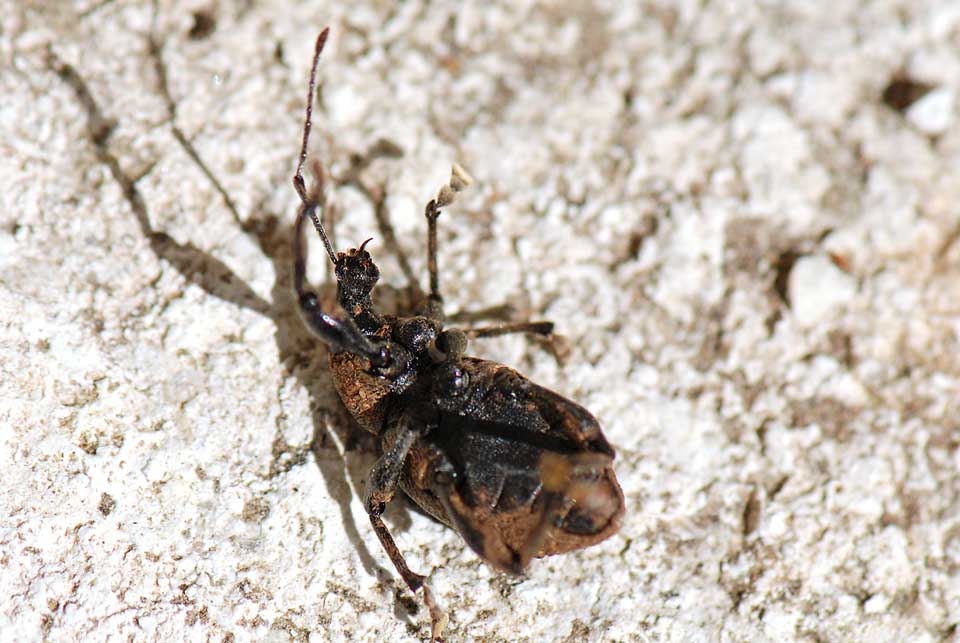 Otiorhynchus (Otiorhynchus) bisulcatus